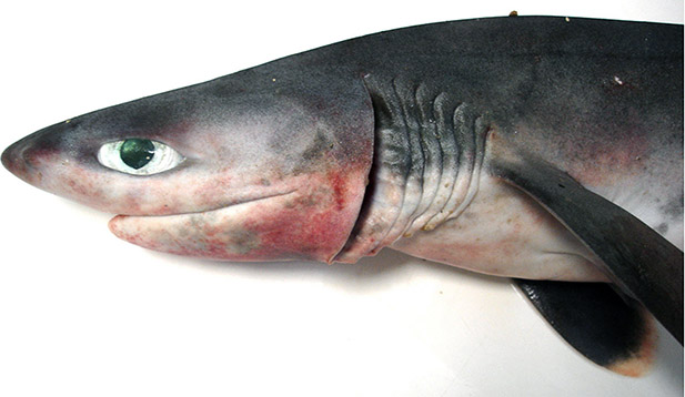 Heptranchias perlo-16.jpg